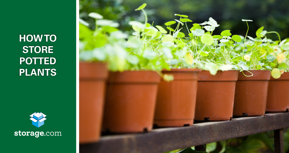 How to Store Potted Plants in Your Unit