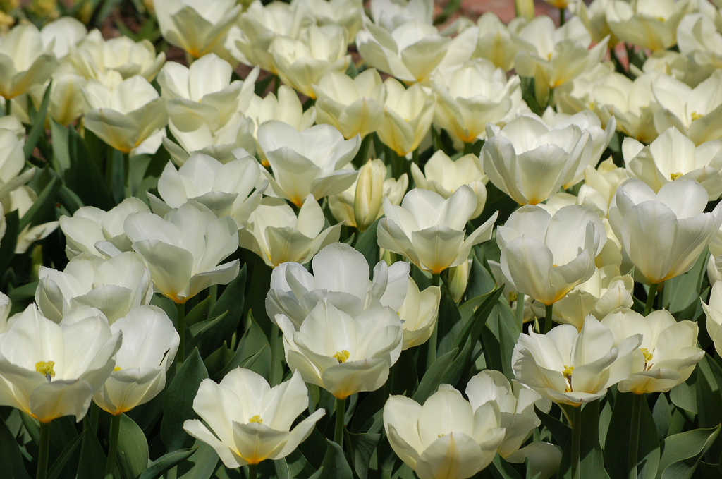 Dixon Gallery and Gardens in Memphis