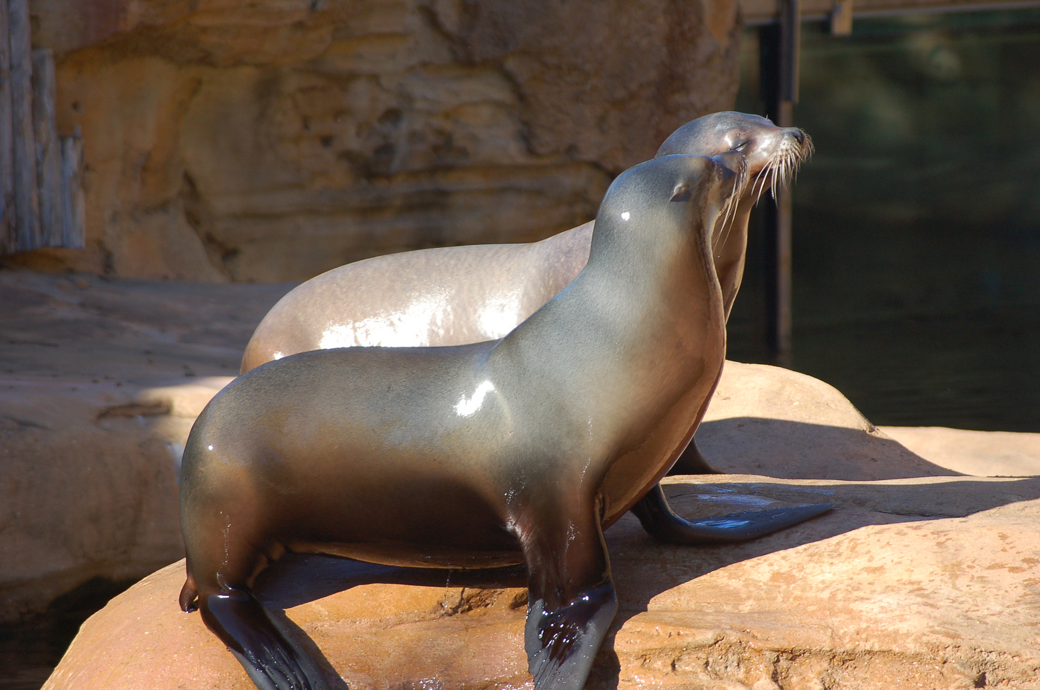 Memphis Zoo Sea Lions