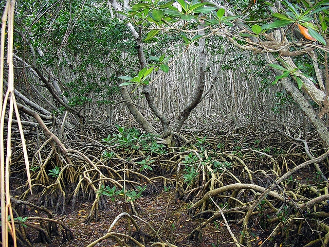 Mangrove Forest