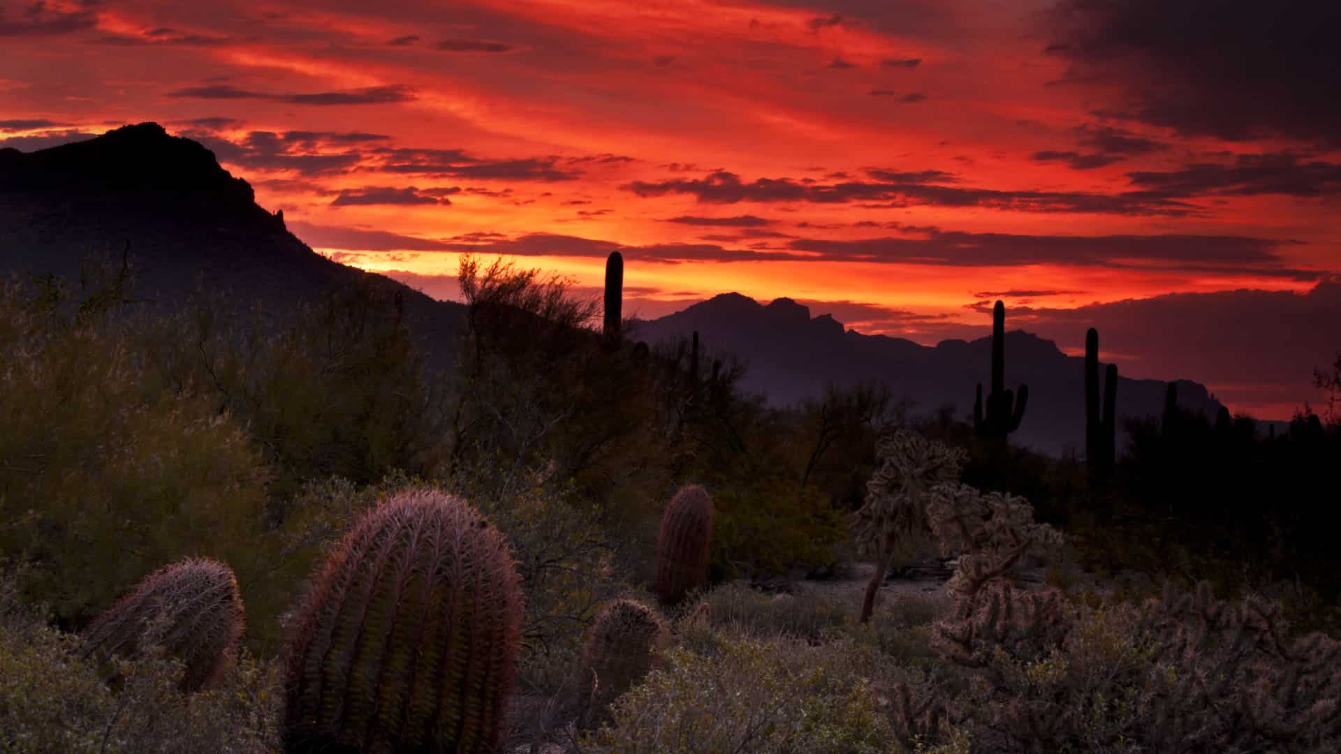 9 Things to Know Before Moving to Mesa