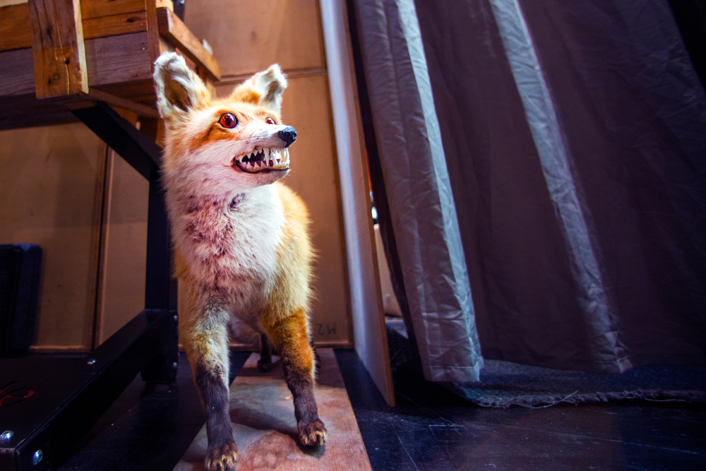 Store Your Taxidermy Collection