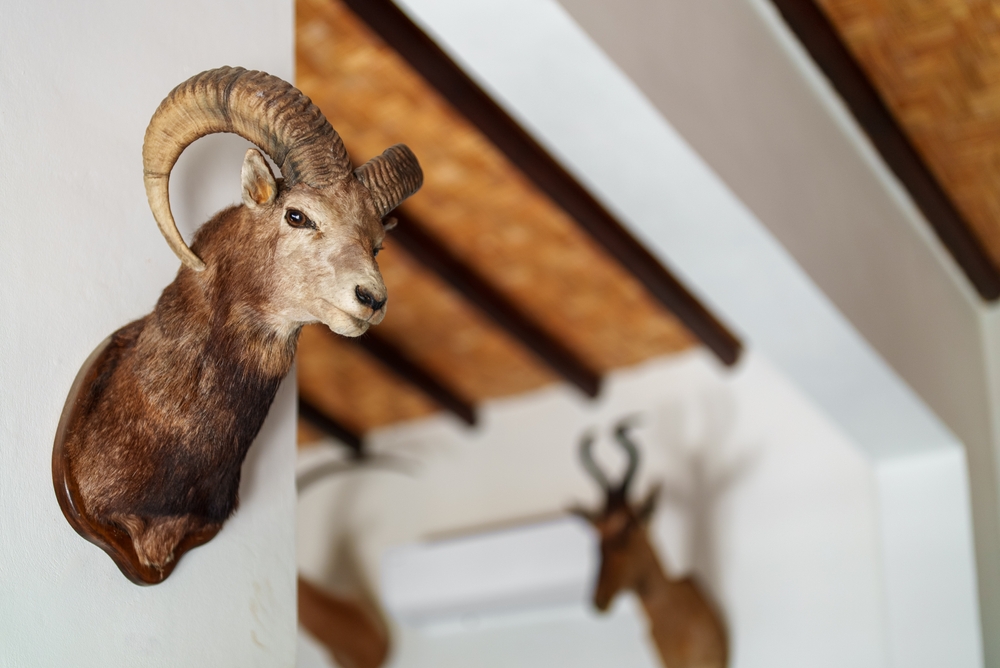 rams head taxidermy mounted on wall
