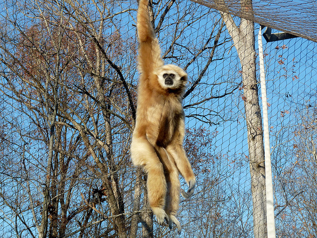 Monkey at Greensboro Science Center