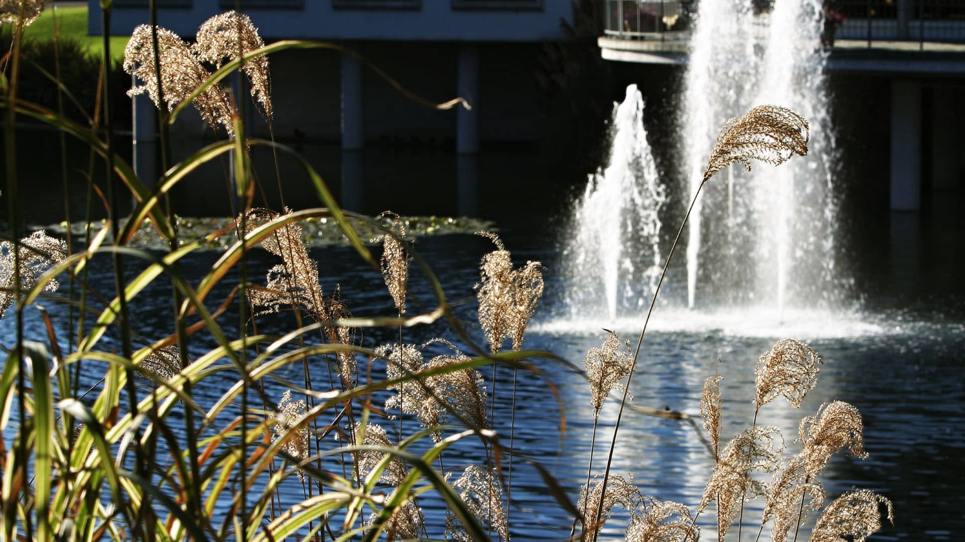 12 Things to Know Before Moving to Irvine