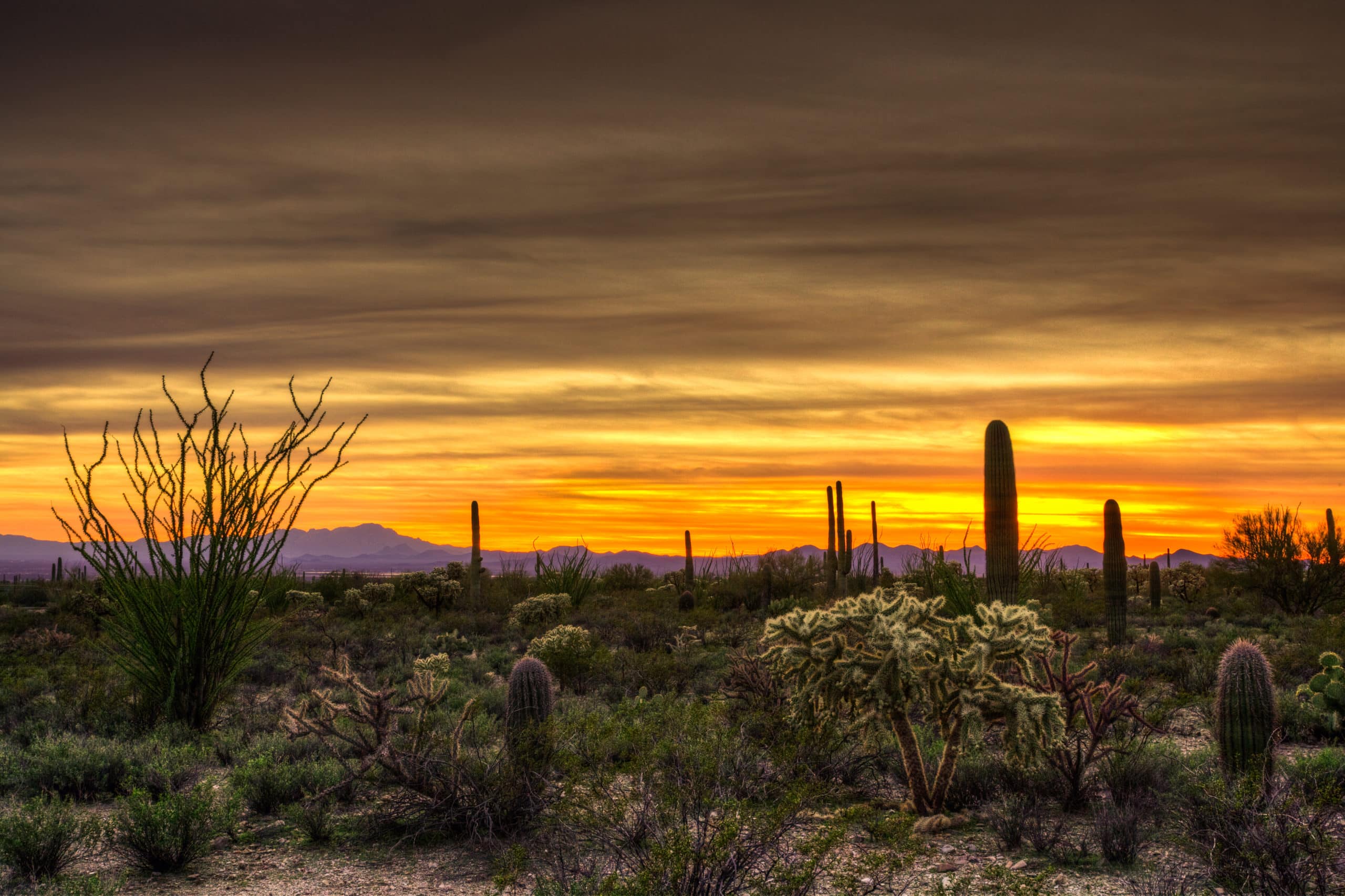 Five Things to know about Gilbert, AZ